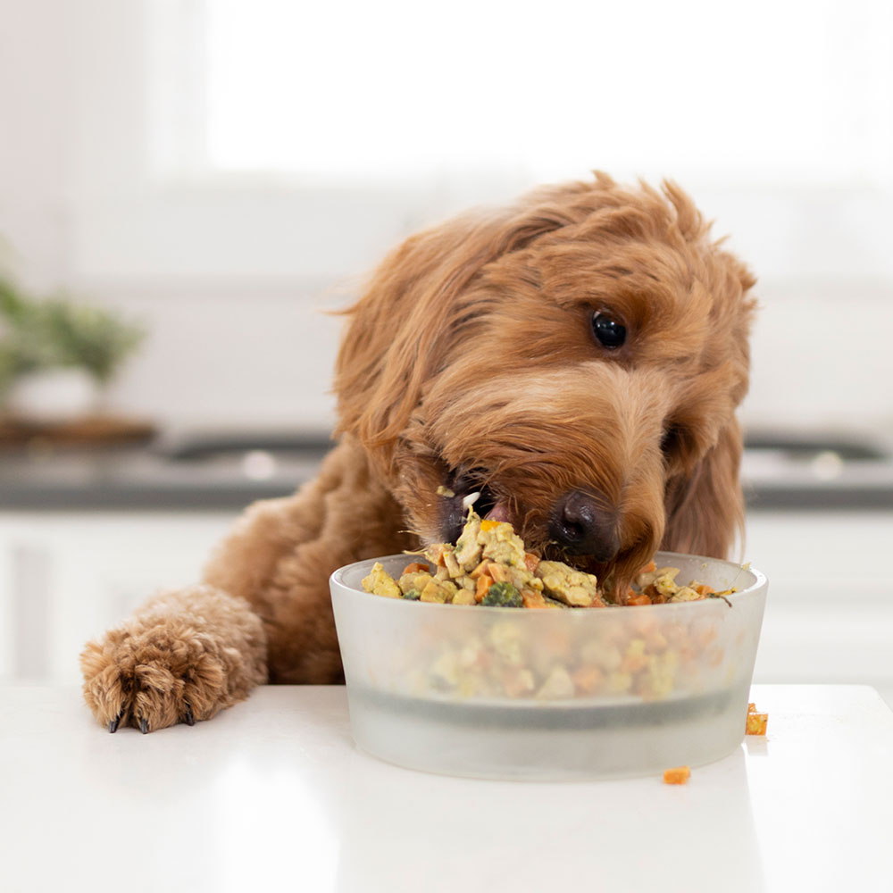 dog eating tucker's food